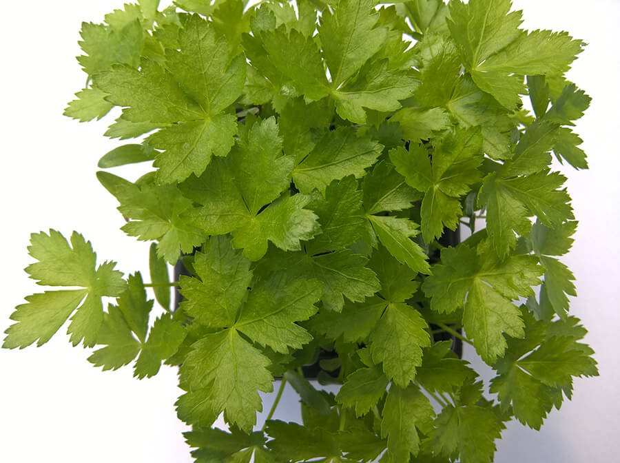 Mikrozöld mitsuba 10 g