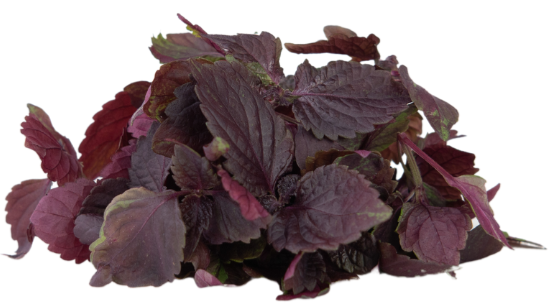 Mikrozöld Perilla shiso red 15 g