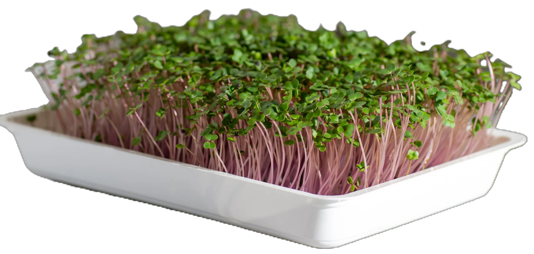 Mikrozöld kel 20 g