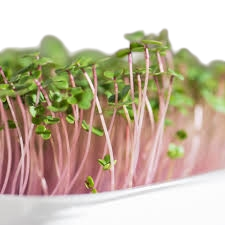 Mikrozöld kel 10 g
