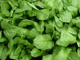 Paraj leveles 2,5 kg mirelit