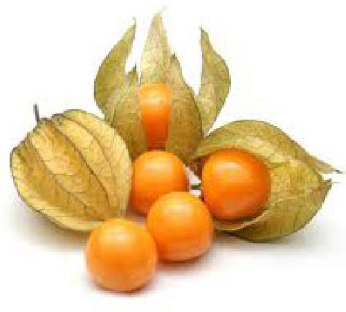 Physalis /db