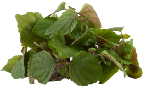 Mikrozöld Perilla shiso bicolour 15 g