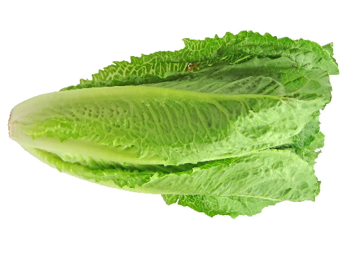 Római Saláta import /db