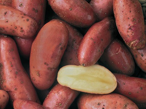 Kifliburgonya új /kg