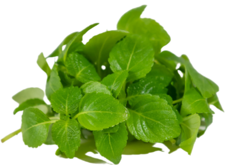 Mikrozöld Perilla shiso green 15 g