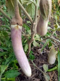 Padlizsán Bride /kg