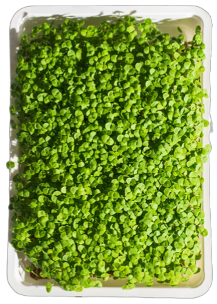 Mikrozöld bazsalikom 15 g