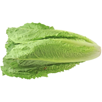 Római saláta bébi 6 db /doboz