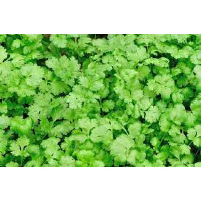 Koriander friss /kg
